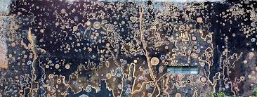 Attēlu rezultāti vaicājumam “Lecanora muralis”