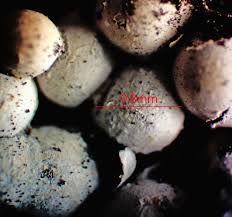 Attēlu rezultāti vaicājumam “Physarum diderma spores”