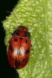 Attēlu rezultāti vaicājumam “Gonioctena viminalis”