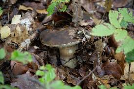 Attēlu rezultāti vaicājumam “Boletales”