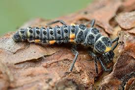 Attēlu rezultāti vaicājumam “Myzia oblongoguttata”