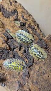 Attēlu rezultāti vaicājumam “Ommatoiulus sabulosus aimatopodus”