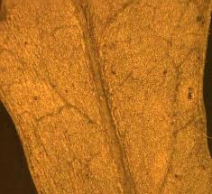 Attēlu rezultāti vaicājumam “Rorippa sylvestris leaf”