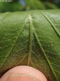 Attēlu rezultāti vaicājumam “Crataegus submollis fruit”