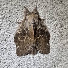 Attēlu rezultāti vaicājumam “Stauropus fagi”