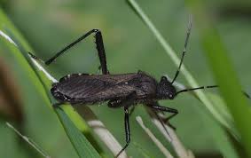 Attēlu rezultāti vaicājumam “Alydus calcaratus”