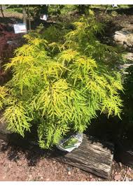 Attēlu rezultāti vaicājumam “Sambucus racemosa”