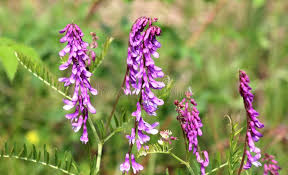 Attēlu rezultāti vaicājumam “Vicia tenuifolia flower”