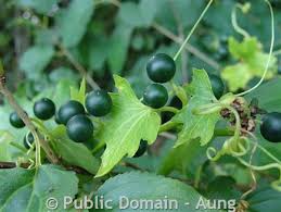 Attēlu rezultāti vaicājumam “Bryonia alba bud”