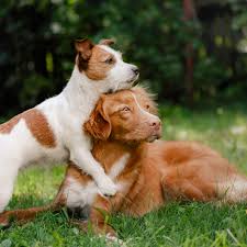 Afbeeldingsresultaat voor honden