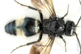 Attēlu rezultāti vaicājumam “Mutilla europaea”