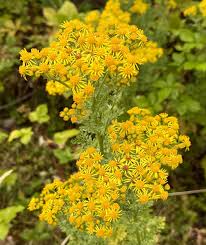 Attēlu rezultāti vaicājumam “Jacobaea paludosa leaf”