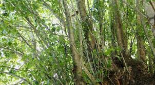 Attēlu rezultāti vaicājumam “Populus x berolinensis leaf”