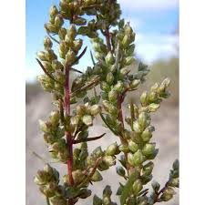 Image result for Artemisia caudata