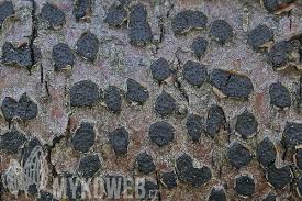 Attēlu rezultāti vaicājumam “Diatrype disciformis”