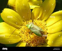 Attēlu rezultāti vaicājumam “Adelphocoris quadripunctatus imago”