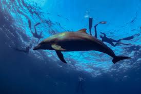 Image result for Notanx Freedive Club