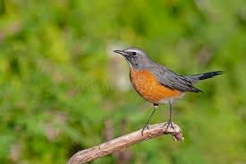 Image result for Irania gutturalis