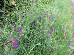 Attēlu rezultāti vaicājumam “Vicia cracca bud”