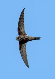 Image result for Apus pacificus