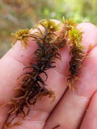 Attēlu rezultāti vaicājumam “Sphagnum contortum”