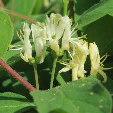 Attēlu rezultāti vaicājumam “Lonicera xylosteum bud”