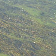 Attēlu rezultāti vaicājumam “Stuckenia pectinata”