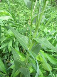 Attēlu rezultāti vaicājumam “Hesperis matronalis leaf”