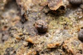 Attēlu rezultāti vaicājumam “Diderma umbilicatum macro”