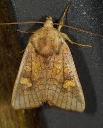 Attēlu rezultāti vaicājumam “Amphipoea”