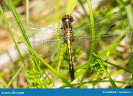 Attēlu rezultāti vaicājumam “Leucorrhinia pectoralis female”