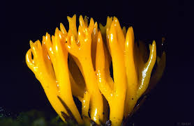 Attēlu rezultāti vaicājumam “Calocera viscosa”