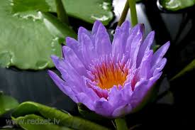 Attēlu rezultāti vaicājumam “Nymphaeaceae”