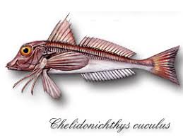 Image result for Chelidonichthys cuculus