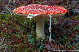 Attēlu rezultāti vaicājumam “Amanita muscaria”