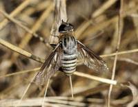 Attēlu rezultāti vaicājumam “Exoprosopa capucina”