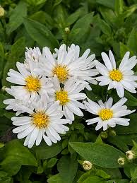 Image result for Aster novi-belgii