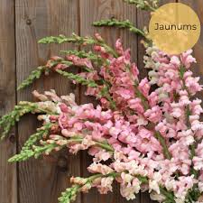 Image result for Antirrhinum majus maximum