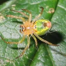 Attēlu rezultāti vaicājumam “Araniella”