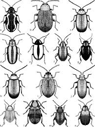 Attēlu rezultāti vaicājumam “Alticinae”