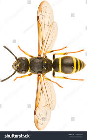 Attēlu rezultāti vaicājumam “Eumenidae”