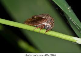 Attēlu rezultāti vaicājumam “Centrotus cornutus”