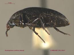 Attēlu rezultāti vaicājumam “Tetratomidae”