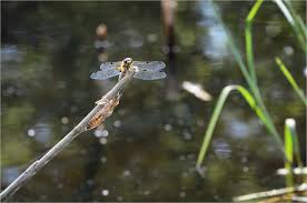 Attēlu rezultāti vaicājumam “Libellula quadrimaculata exuvia”