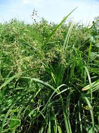 Attēlu rezultāti vaicājumam “Scirpus sylvaticus fruit”