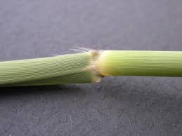 Attēlu rezultāti vaicājumam “Phragmites communis leaf”