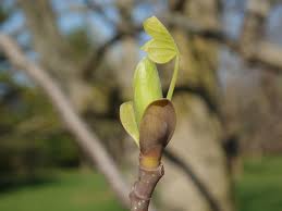 Attēlu rezultāti vaicājumam “Liriodendron tulipifera bud”