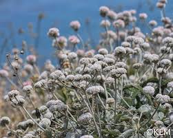 Attēlu rezultāti vaicājumam “Eriophorum latifolium leaf”