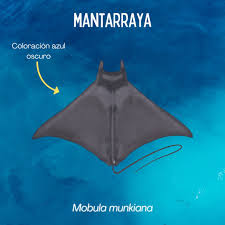 Image result for Mobula munkiana