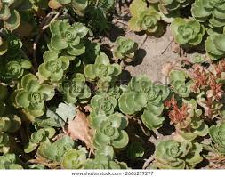 Attēlu rezultāti vaicājumam “Phedimus spurius leaf”